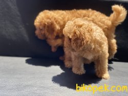 Ultra Kalite Mini Red Poodle Yavrularımız 3
