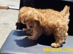 Ultra Kalite Mini Red Poodle Yavrularımız 5