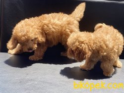 Ultra Kalite Mini Red Poodle Yavrularımız 4