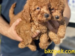 Ultra Kalite RedBrown Mini Poodle Yavrularımız 1