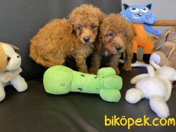 Ultra Kalite RedBrown Mini Poodle Yavrularımız 4