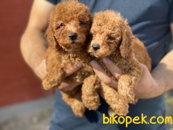 Ultra Kalite RedBrown Mini Poodle Yavrularımız 2