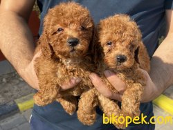 Ultra Kalite RedBrown Mini Poodle Yavrularımız 5