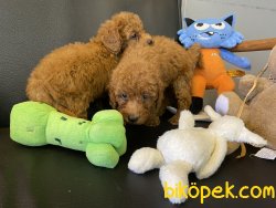 Ultra Kalite RedBrown Mini Poodle Yavrularımız 3