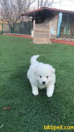 Ultra Kalite Samoyed Yavrumuz Gelmiştir 2