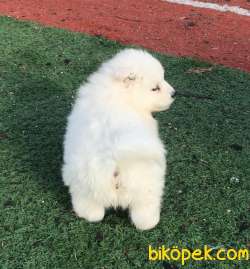 Ultra Kalite Samoyed Yavrumuz Gelmiştir 4
