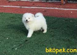 Ultra Kalite Samoyed Yavrumuz Gelmiştir 1