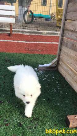 Ultra Kalite Samoyed Yavrumuz Gelmiştir 3