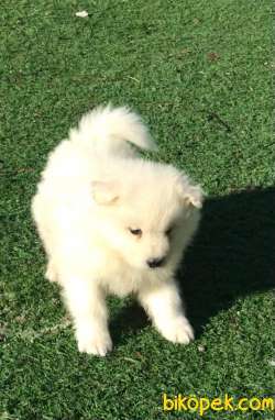 Ultra Kalite Samoyed Yavrumuz Gelmiştir 5