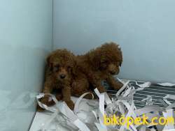 Ultra Kalite Tea Cup Red Poodle Yavrularımız 4