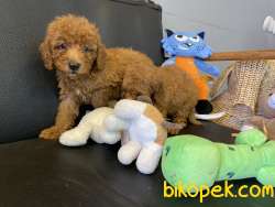 Ultra Kalite Tea Cup Red Poodle Yavrularımız 5
