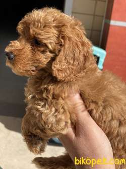 Ultra Kalite Tea Cup Red Poodle Yavrularımız 2
