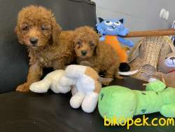 Ultra Kalite Tea Cup Red Poodle Yavrularımız 1