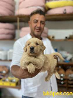 Ultra Kalitede Golden Retriever  Yavrularımız 4