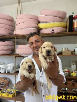 Ultra Kalitede Golden Retriever  Yavrularımız 2