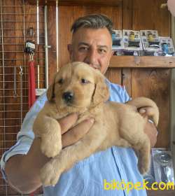 Ultra Kalitede Golden Retriever  Yavrularımız 1