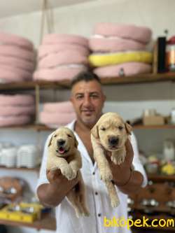 Ultra Kalitede Golden Retriever  Yavrularımız 4
