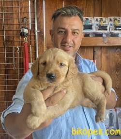 Ultra Kalitede Golden Retriever  Yavrularımız 5