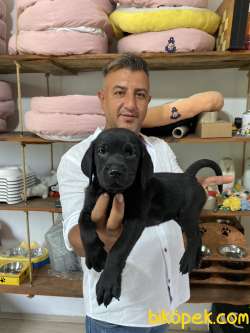 Ultra Kalitede Labrador Yavrularımız 3