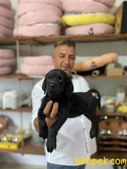 Ultra Kalitede Labrador Yavrularımız 5