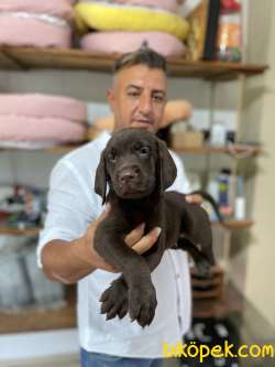 Ultra Kalitede Labrador Yavrularımız 3