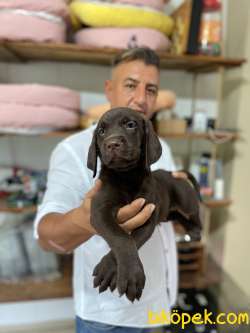 Ultra Kalitede Labrador Yavrularımız 2