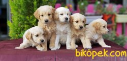 ÜRETİCİSİNDEN GOLDEN YAVRULAR 3