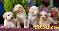 ÜRETİCİSİNDEN GOLDEN YAVRULAR 5