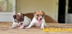 ÜRETİCİSİNDEN JACK RUSSELL TERRİER YAVRULAR 1