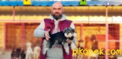 ÜRETİCİSİNDEN MİNYATÜR SCHNAUZER YAVRULAR 3