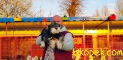 ÜRETİCİSİNDEN MİNYATÜR SCHNAUZER YAVRULAR 5