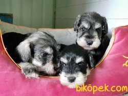 ÜRETİCİSİNDEN MİNYATÜR SCHNAUZER YAVRULAR 2