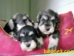 ÜRETİCİSİNDEN MİNYATÜR SCHNAUZER YAVRULAR 3
