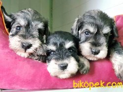 ÜRETİCİSİNDEN MİNYATÜR SCHNAUZER YAVRULAR 5
