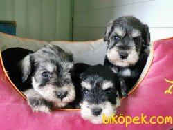 ÜRETİCİSİNDEN MİNYATÜR SCHNAUZER YAVRULAR 4