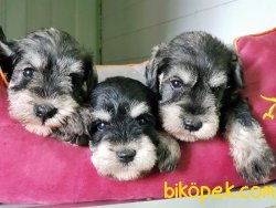 ÜRETİCİSİNDEN MİNYATÜR SCHNAUZER YAVRULAR 1