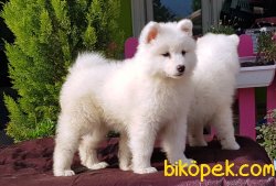 ÜRETİCİSİNDEN SAMOYED YAVRULAR 3