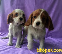 Üretim Çiftliğinden Cavalier King Charles Yavruları 4
