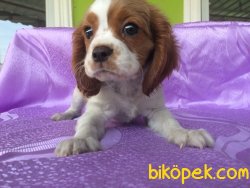 Üretim Çiftliğinden Cavalier King Charles Yavruları 5