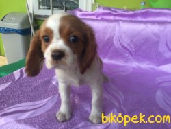 Üretim Çiftliğinden Cavalier King Charles Yavruları 2
