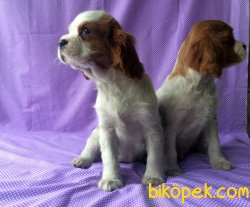 Üretim Çiftliğinden Cavalier King Charles Yavruları 3