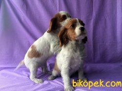 Üretim Çiftliğinden Cavalier King Charles Yavruları 1