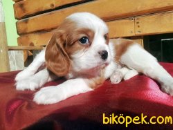 Üretim Çiftliğinden Cavalier King Charles Yavruları 5