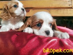 Üretim Çiftliğinden Cavalier King Charles Yavruları 1