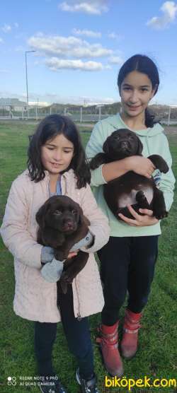 Üretim Çiftliğinden Chocolate Labrador Yavrular 3