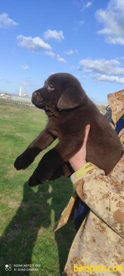 Üretim Çiftliğinden Chocolate Labrador Yavrular 2