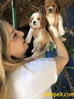 Üretim Çiftliğinden Harika Beagle Yavrularımız 2