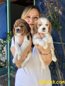 Üretim Çiftliğinden Harika Beagle Yavrularımız 3