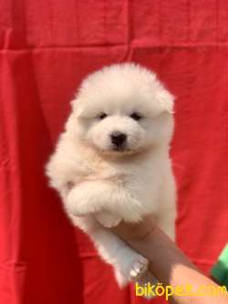 ÜRETİM ÇİFTLİĞİNDEN SAFKAN A KALİTE SAMOYED BEBEKLER 3
