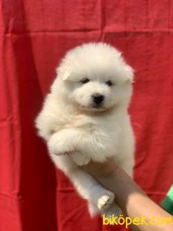 ÜRETİM ÇİFTLİĞİNDEN SAFKAN A KALİTE SAMOYED BEBEKLER 1